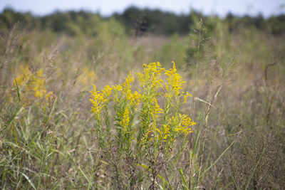 Bouquet of goldenrod plant solidago in an overgrown meadow