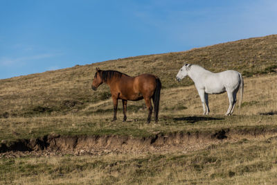 Group of horses on the green mountain