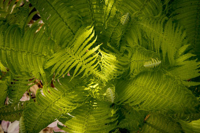 Full frame shot of fresh green leaves