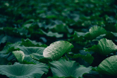 Close-up of fresh green plants