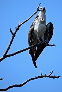 Low angle view of eagle perching on branch against clear blue sky