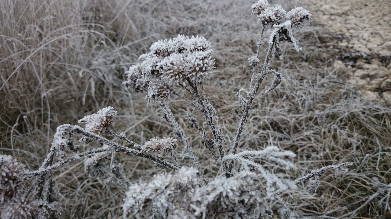 winter, cold temperature, snow, field, nature, plant, dry, growth, tranquility, frozen, close-up, grass, season, day, high angle view, dead plant, outdoors, beauty in nature, no people, focus on foreground