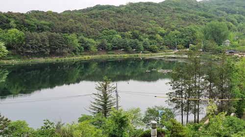 Scenic view of lake by trees in forest