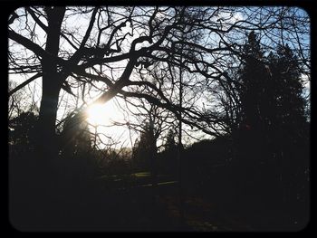 Sun shining through trees