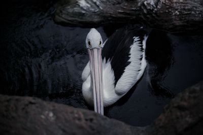 Close-up of pelican on rock in lake