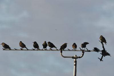 Low angle view of starlings  perching on aerial  against sky