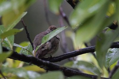 Bird perching on a tree