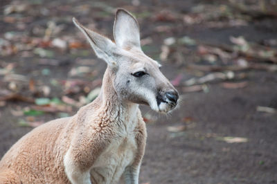 Kangaroo at a wildlife park