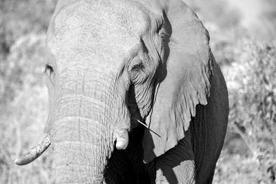 Close-up of elephant on field