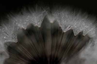 Close-up of water drops on leaf