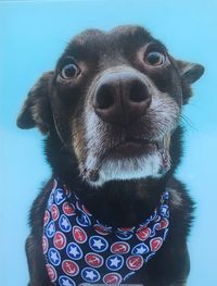 Close-up portrait of dog against blue sky