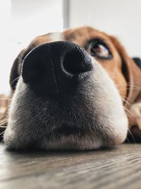 Close-up portrait of a dog