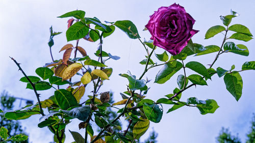 Low angle view of pink flowering plant against sky