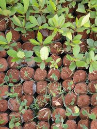 High angle view of plant growing on field