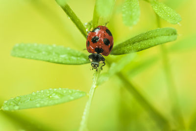 Close-up of a ladybug on stem