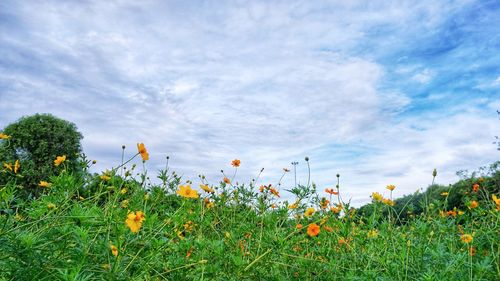 Yellow flowering plants on field against sky