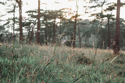 Scenic view of trees growing on field