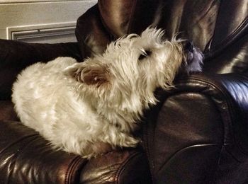 Close-up of dog lying on sofa