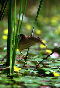 Bird perching on plant in swamp