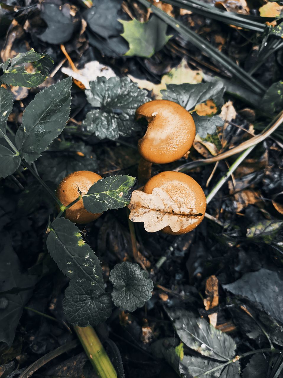 HIGH ANGLE VIEW OF MUSHROOM GROWING ON FIELD