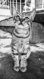 Close-up portrait of cat