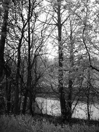 Bare trees against sky