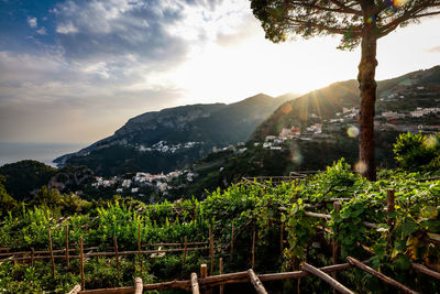 Scenic view of vineyard against sky