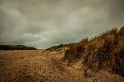 Grass growing at beach against cloudy sky