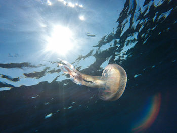 Close-up of jellyfish swimming in water