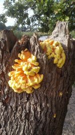 Close-up of fruits on tree