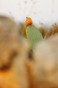 Prickly pear in focus. depth of field