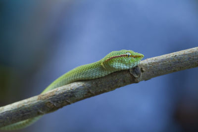 Green viper borneo on branch