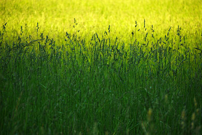 Scenic view of wheat field
