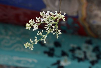 Close-up of flowering plant