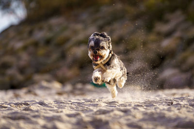 Dog running in water