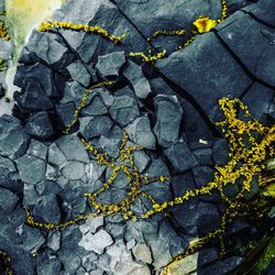 High angle view of yellow leaves on ground