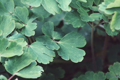 Close-up of leaves