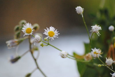 Close-up of white daisy flowers