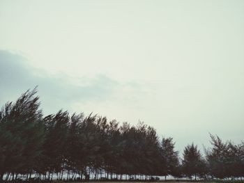 Trees and plants against sky during winter