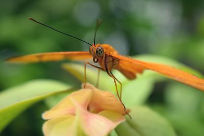 Close-up of insect on plant