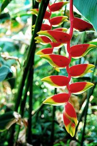 Close-up of plant growing outdoors