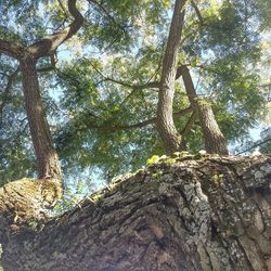 Low angle view of trees in forest