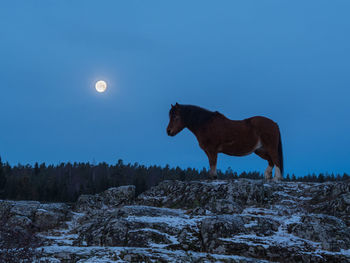 Horse on field against clear sky at night