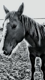 Close-up of horse standing outdoors