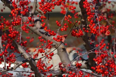 Close-up of berries growing on tree