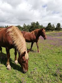 Horses in a field