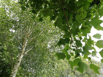 Low angle view of tree