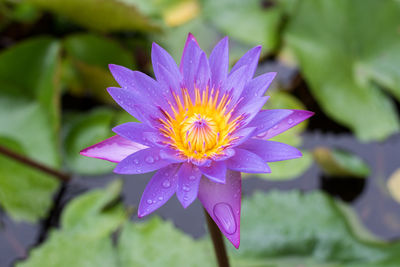 Close-up of purple flower