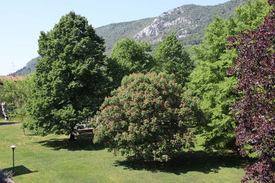 Scenic view of flowering plants and trees against sky