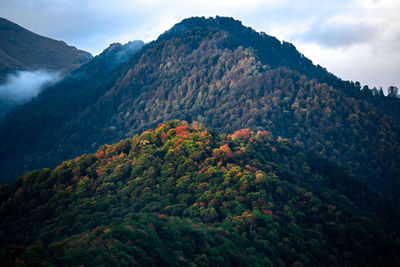 Scenic view of colorful forest against sky